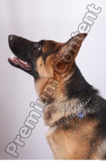 Dog-Wolfhound 0008