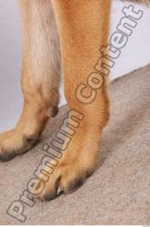 Dog-Wolfhound