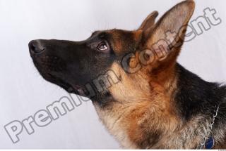 Dog-Wolfhound 0012