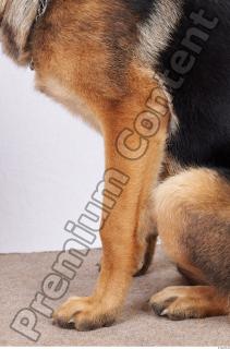 Dog-Wolfhound 0019