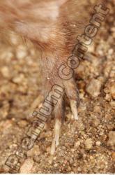 Foot Whole Body Muskrat Animal photo references