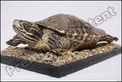  Turtle # 6 