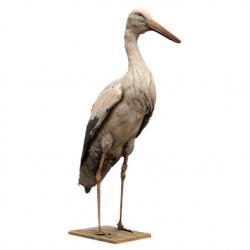 Black Stork Animal Base Scan