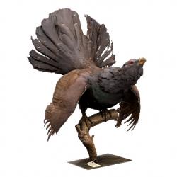 Capercaillie Animal Base Scan