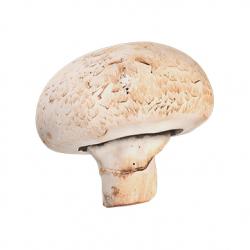 Food_Champignon_3D_Scan