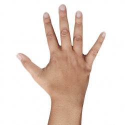 Rene Correa Retopologized Hand